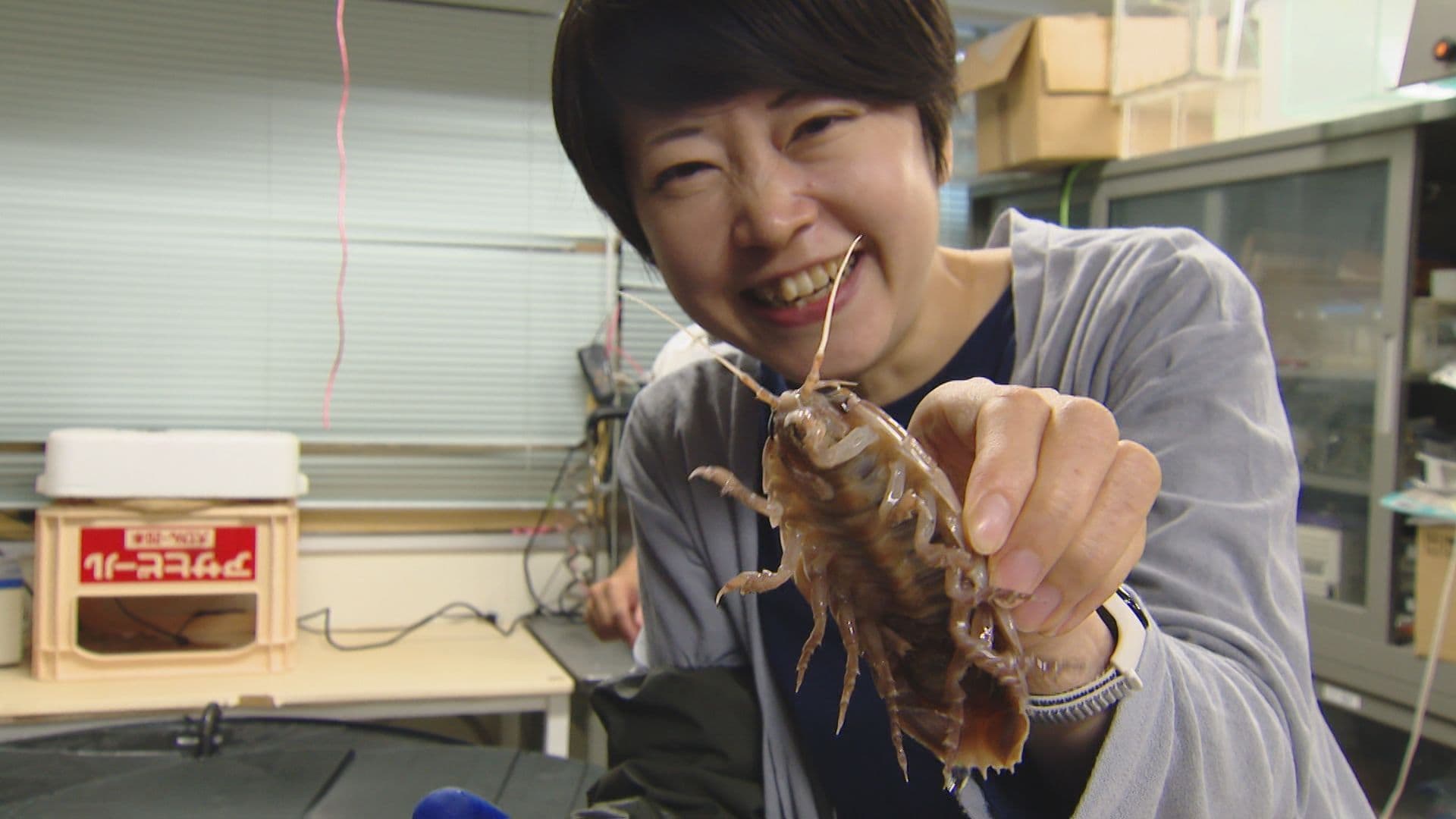 五島沖の深海に「オオグソクムシの村」？　長崎大調査で大量捕獲