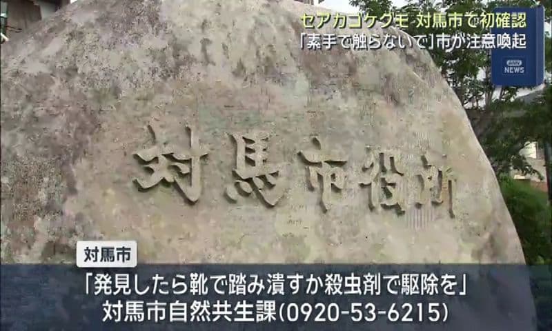 セアカゴケグモ 対馬市で初確認　「素手で触らないで」市が注意喚起