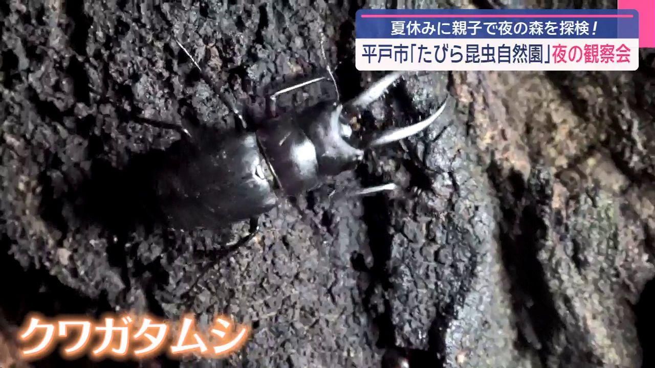 カブトムシやクワガタ、羽化したばかりのアブラゼミも　たびら昆虫自然園で「夜の観察会」