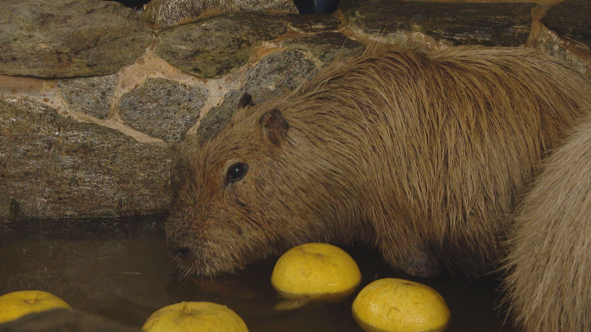 【長崎】カピバラほっこり「ざぼん湯」癒やしの光景　長崎バイオパークの冬至