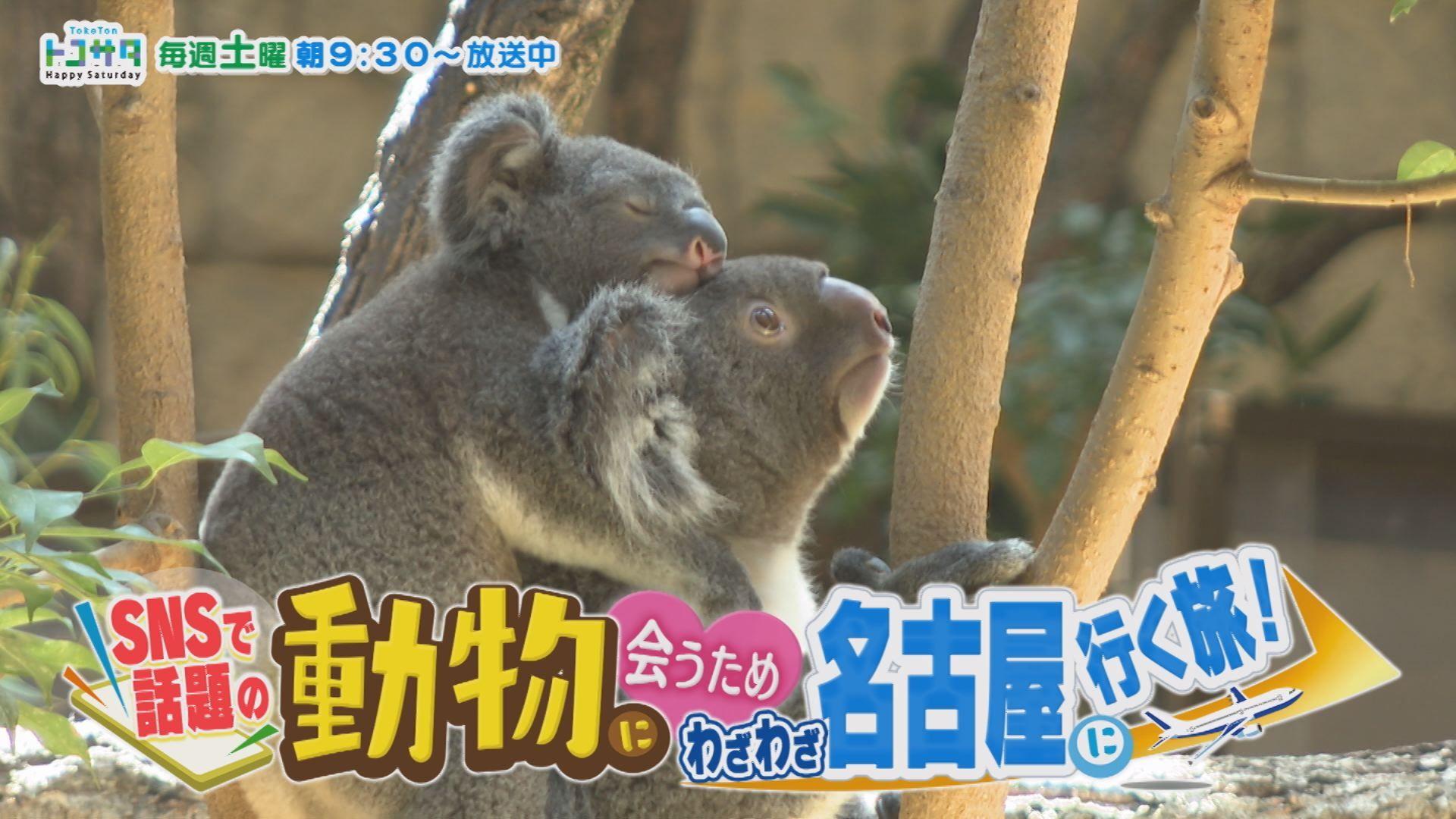 SNSで話題の動物に会うため わざわざ名古屋に行く旅！