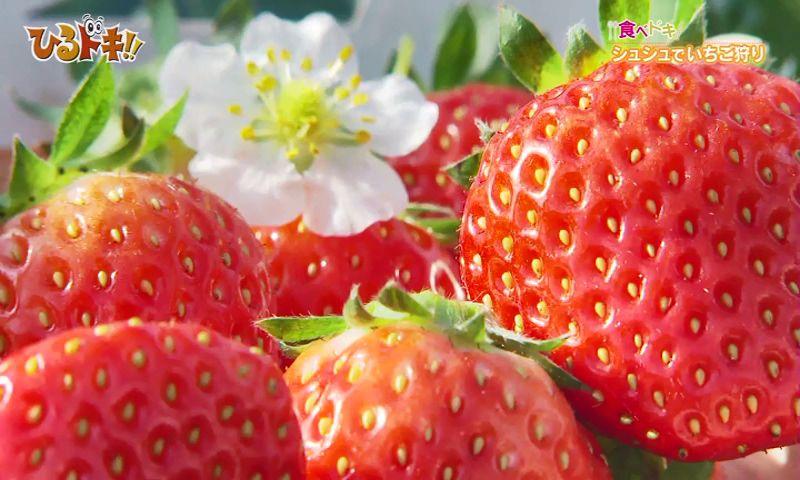 夢ファームシュシュの「いちご狩り」