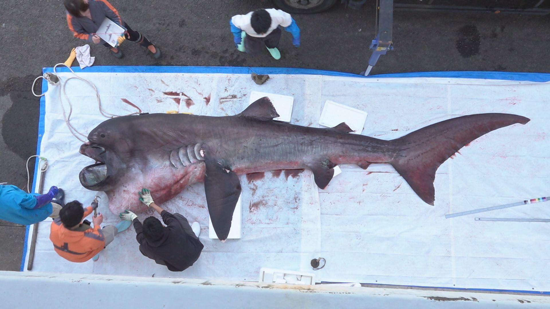 【画像】対馬市に現れた幻のサメ「メガマウスザメ」　研究のため長崎大学に運び込まれる