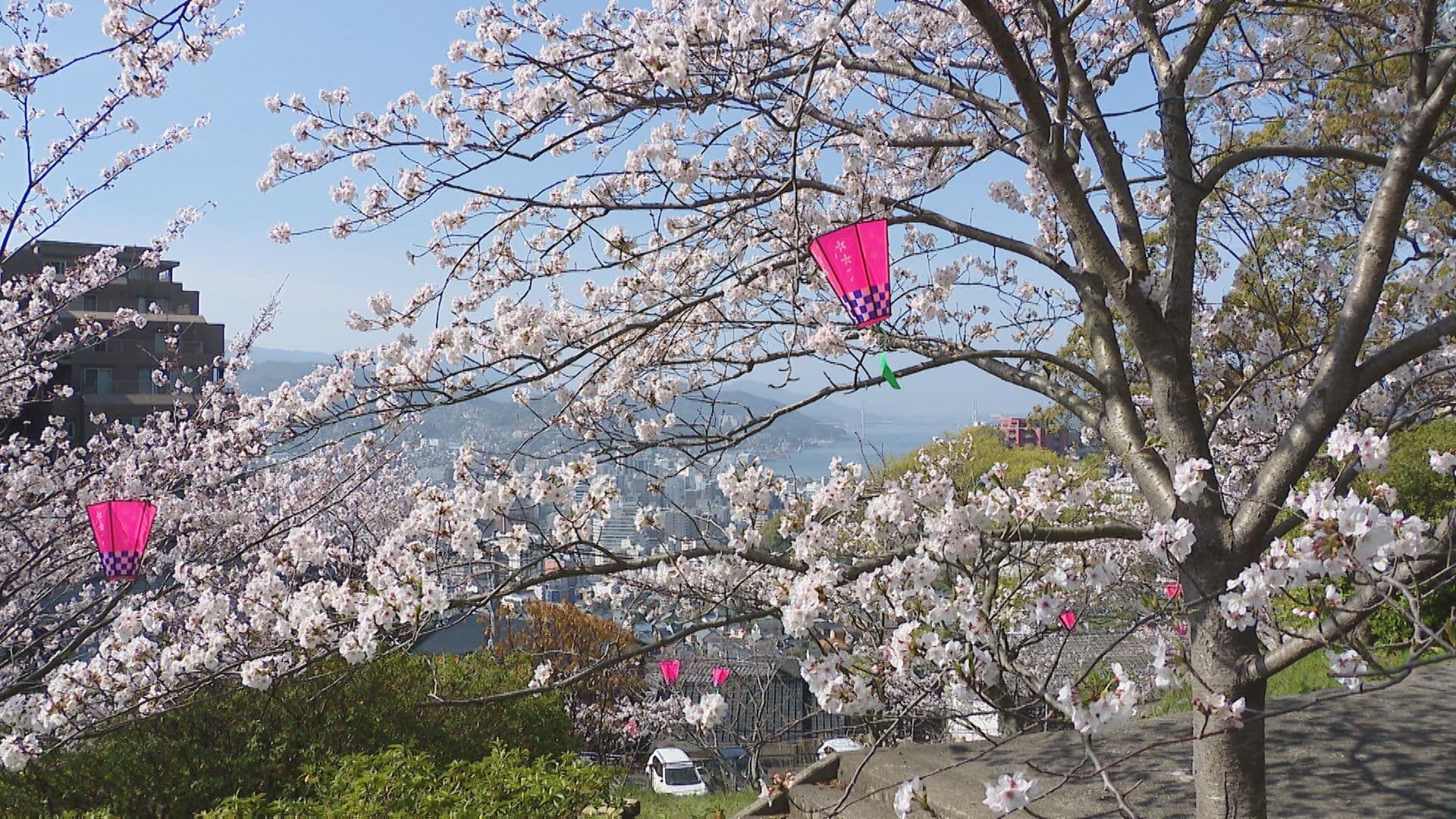 長崎地方気象台が桜の「満開」発表　長崎市の名所も見頃迎える