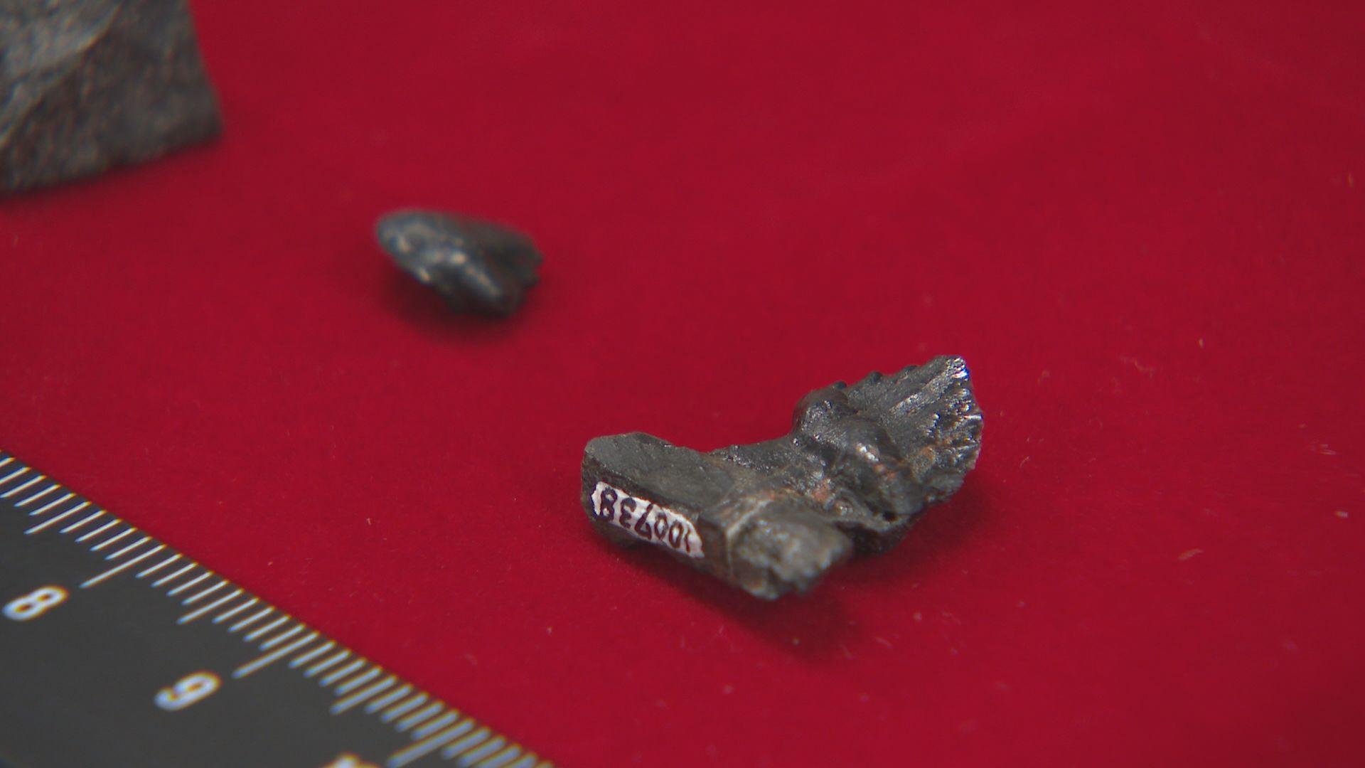 長崎市で恐竜「鎧竜」の歯の化石発見　同時代に複数種いたことを示す国内初の発見 あすから一般公開