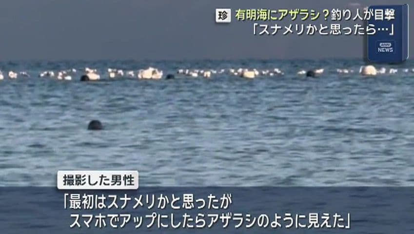 南島原市でアザラシ？釣り人が目撃