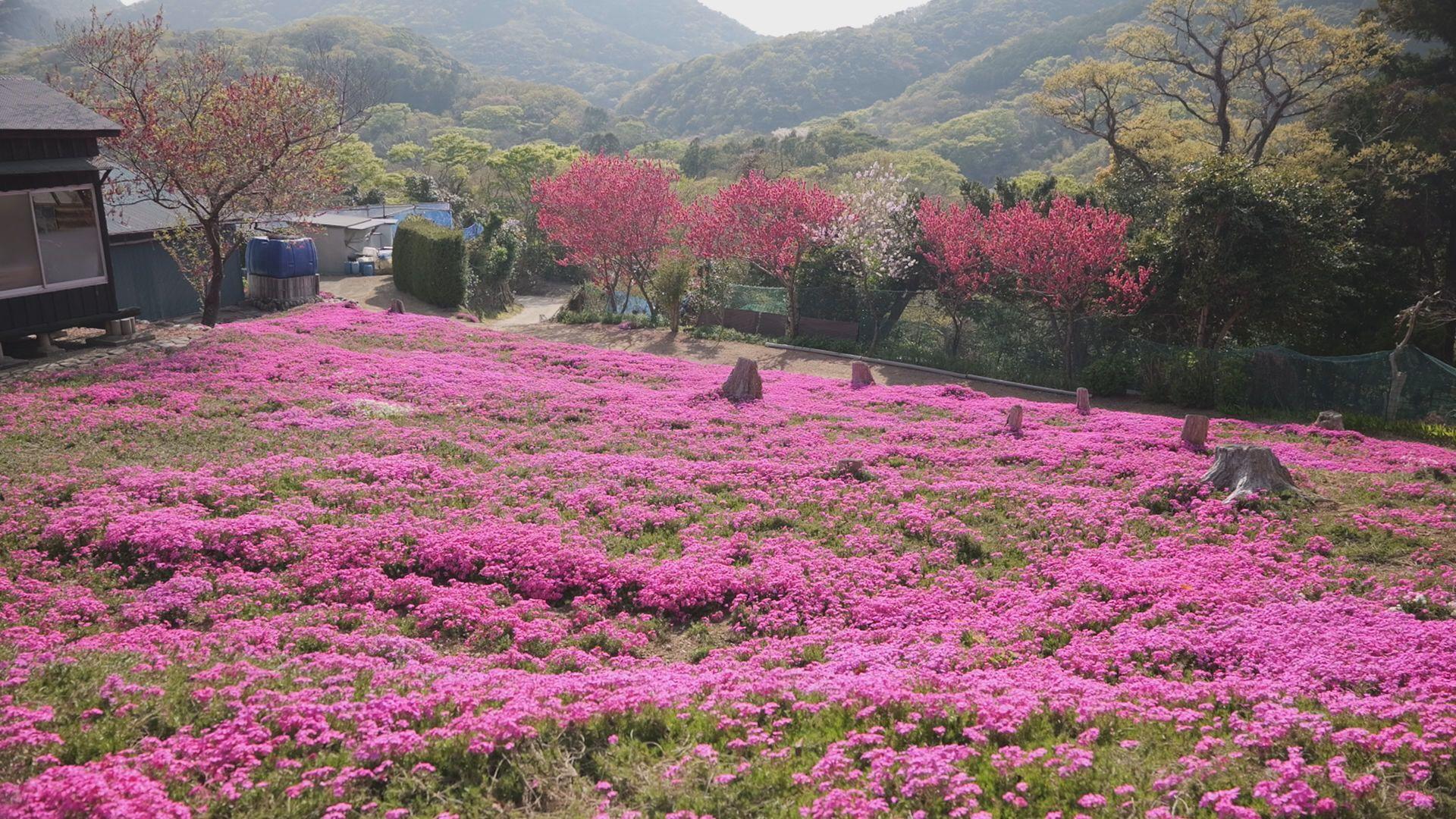 国境の島　対馬市で芝桜の花が見頃