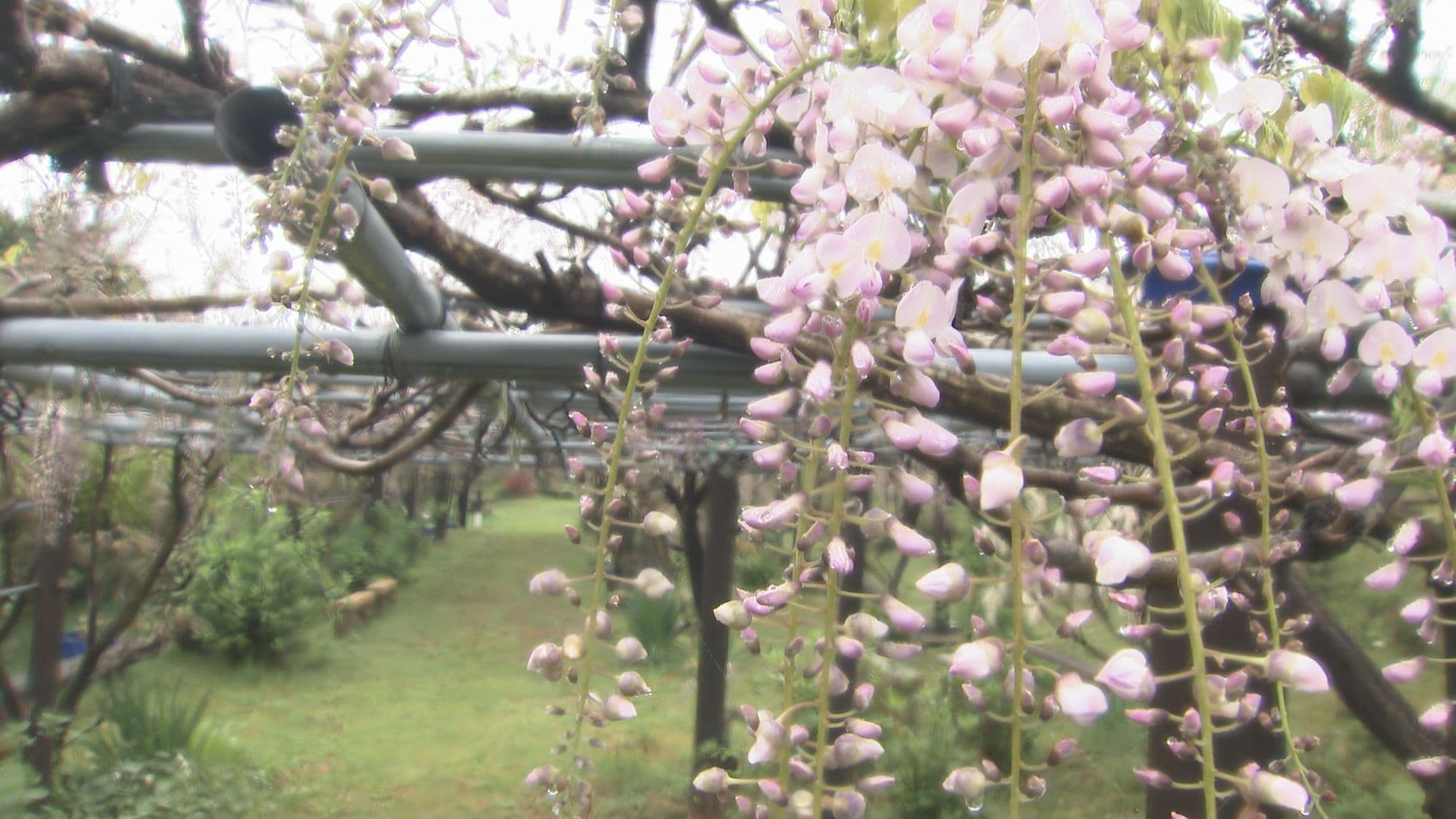 大村市の花園でノダフジなど見頃　雨の後は幻想的な雰囲気も　　