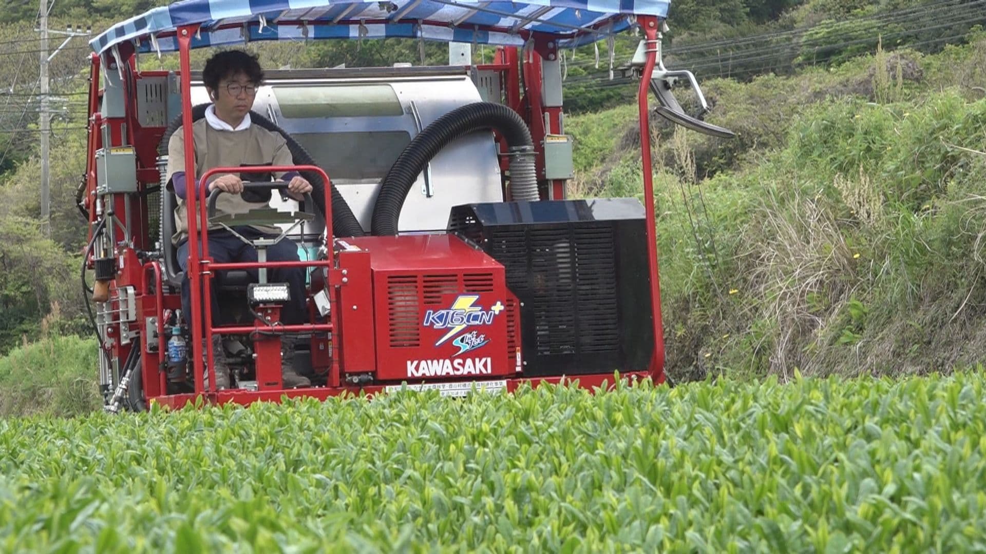 光沢のある新茶が芽吹く 東彼杵町で「一番茶の茶摘み」始まる