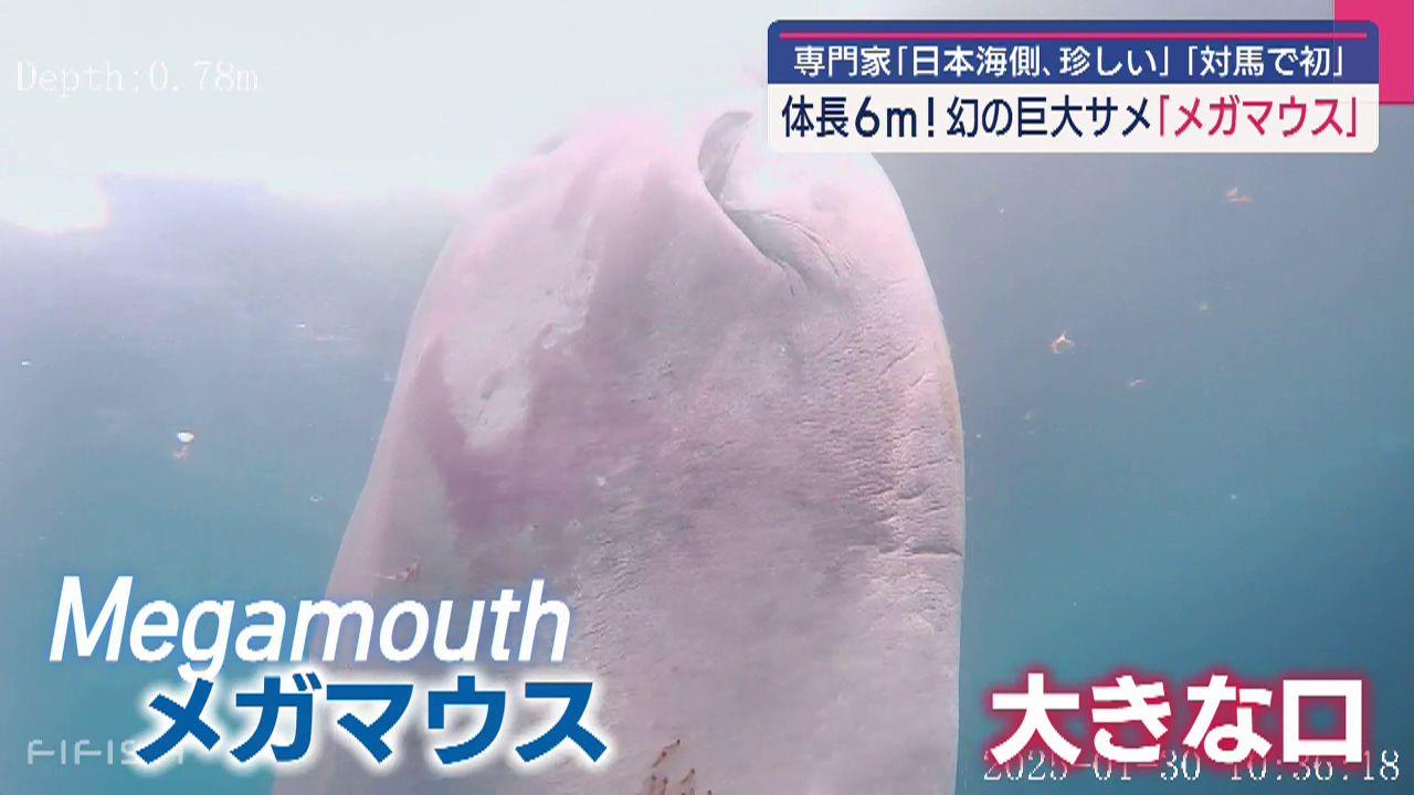 【画像】対馬で幻のサメ「メガマウス」見つかる