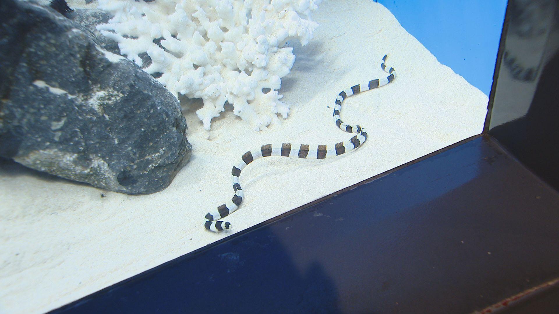 ペンギン水族館で新春特別展示 干支「巳」にちなんだ生き物とは？