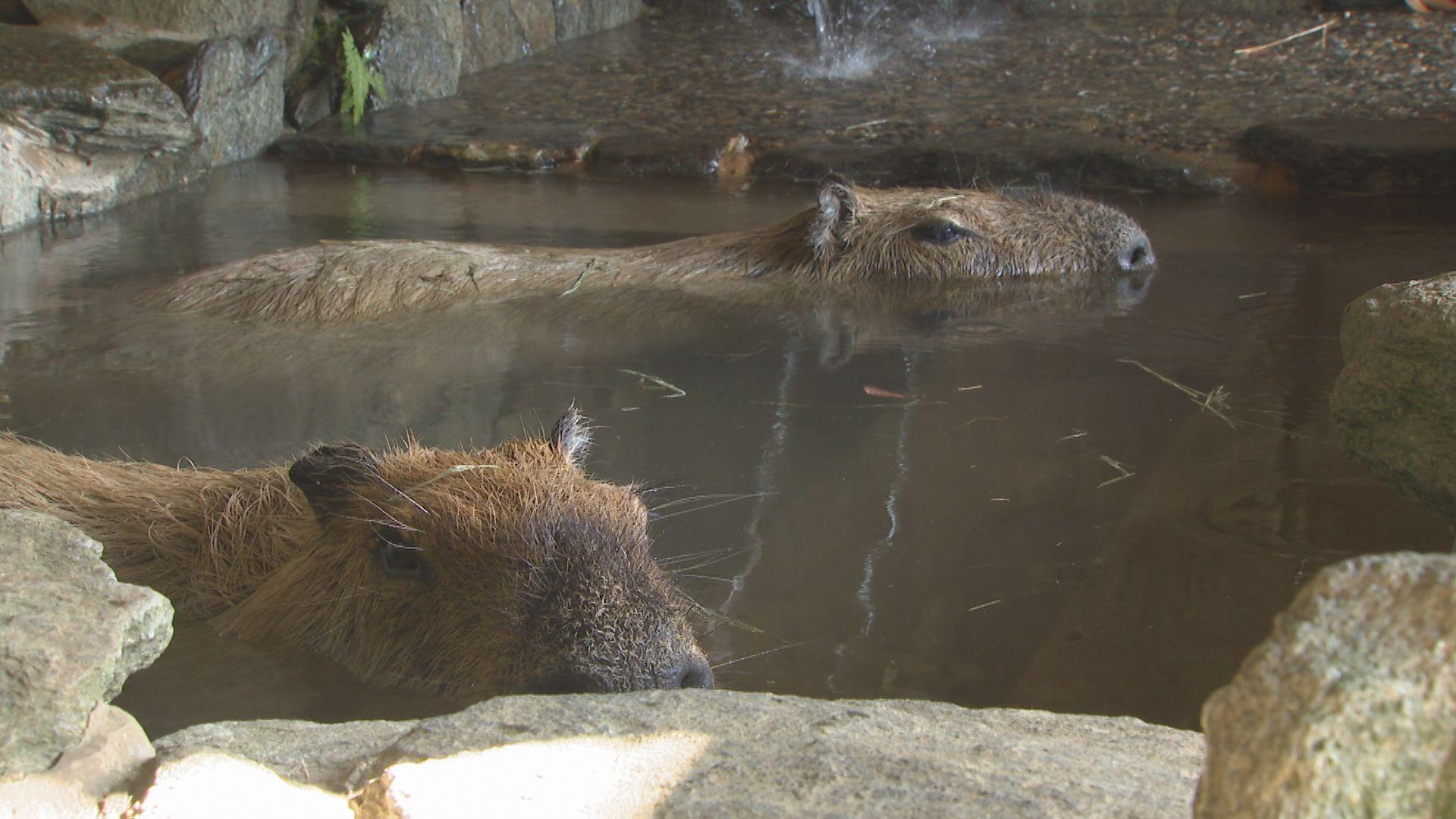 「いい風呂の日」　カピバラが露天風呂を満喫　赤ちゃんカピバラは・・・