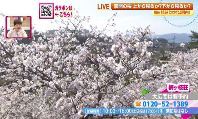 大村公園で春を満喫！絶景の桜と名物・梅ヶ枝焼　大村市「梅ヶ枝荘」