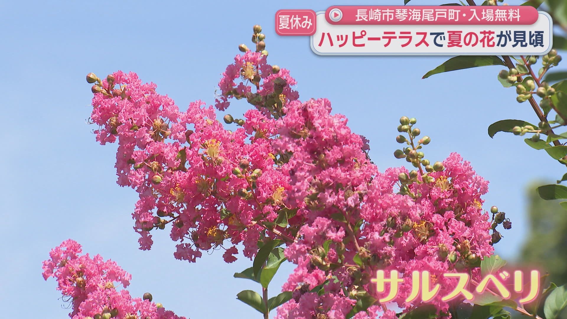 百日紅2