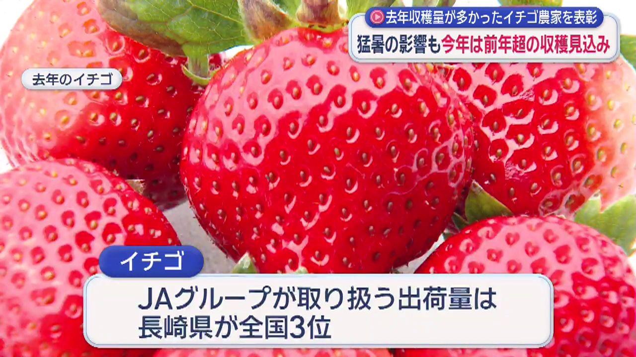 イチゴの出荷量は長崎県が全国３位　今年の収穫見込みは