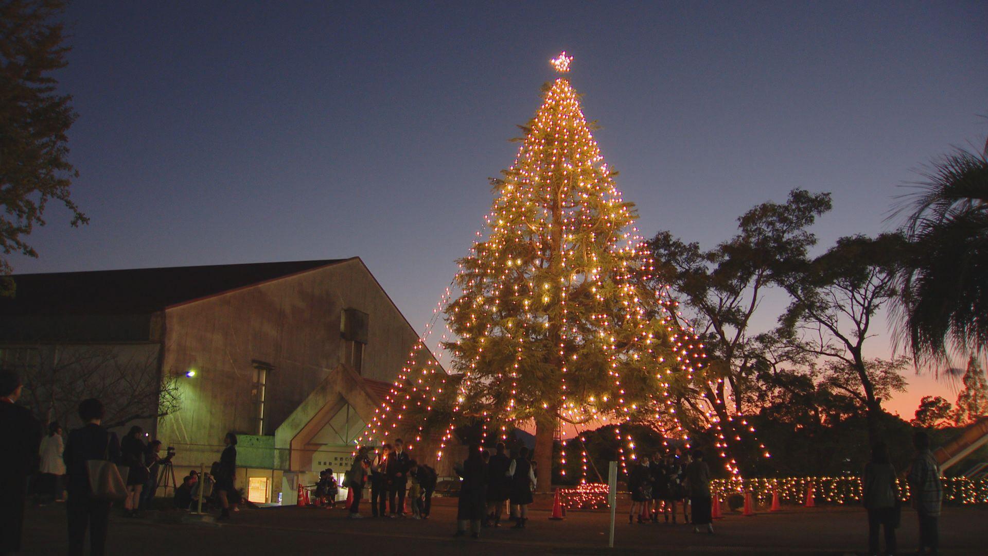 冬の風物詩！鎮西学院高校のクリスマスツリーが点灯