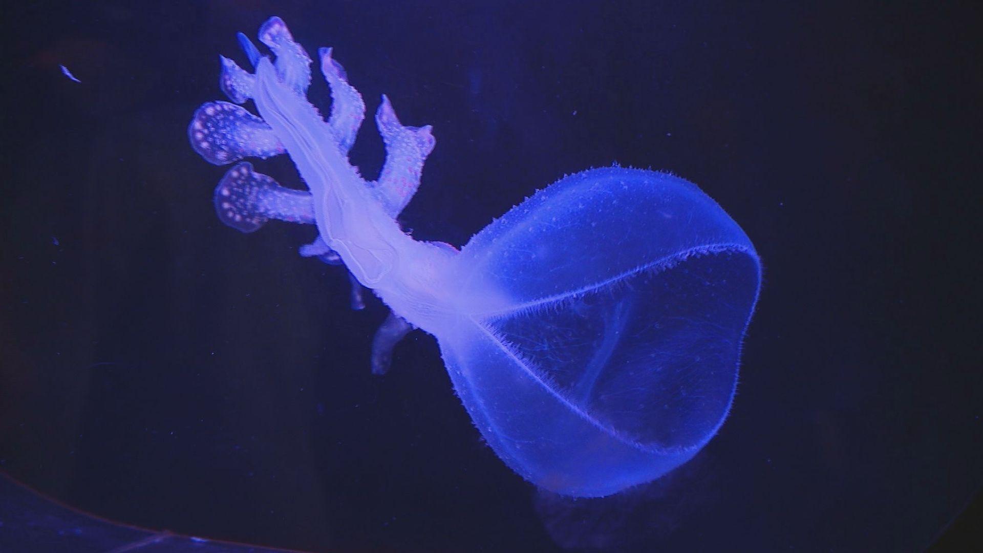 ギョッ！長崎ペンギン水族館にウミウシの仲間｢ヤマトメリベ｣初展示