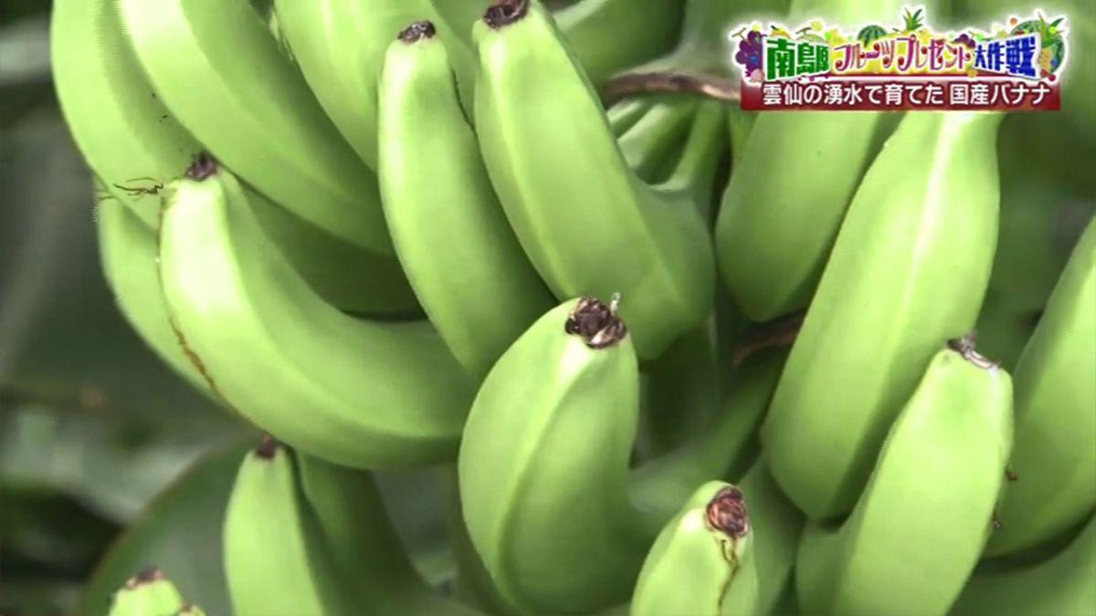 皮ごと食べられる”幻のバナナ” 南島原市「ホタルバナナ お持ち帰り専門店」
