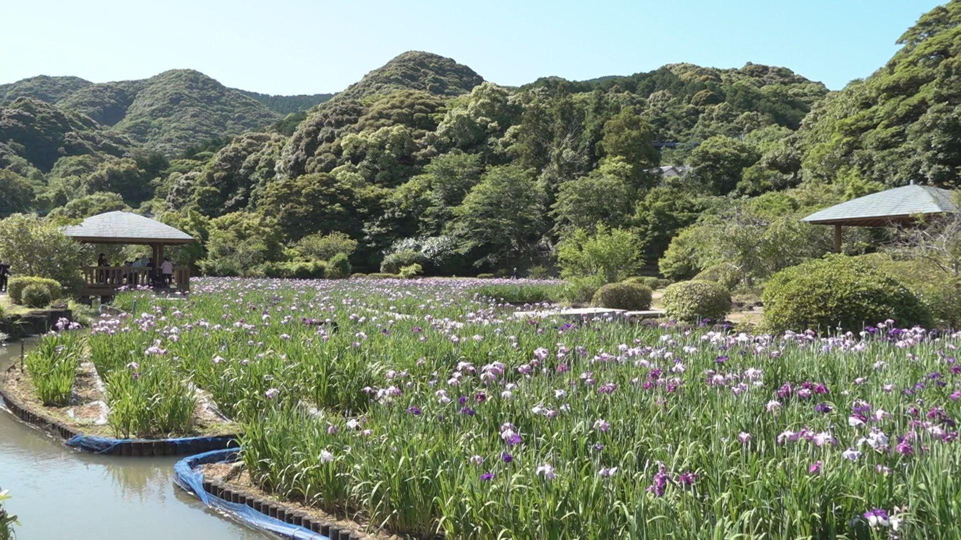 １１品種２万株が見頃！皿山公園の花しょうぶ 北松･佐々町