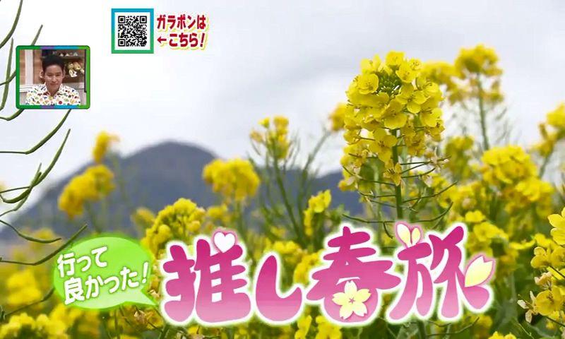 長崎県民に聞いた　行ってみてよかった春の推しスポット！　桜、菜の花、そしてイチゴ　家族で楽しむ近くの観光地