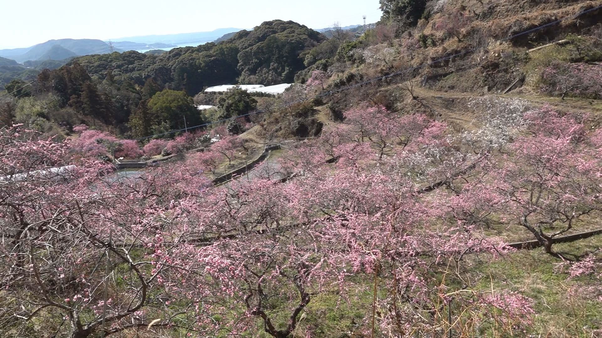 休耕田を５０年で見事な梅園に　４００本が見頃　無料で開放