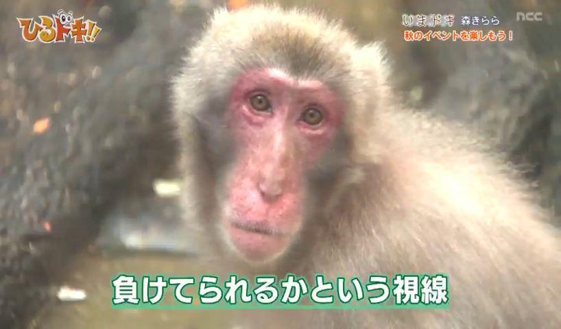 人と動物の力くらべ体験！秋の九十九島動植物園・森きららで特別展開催中