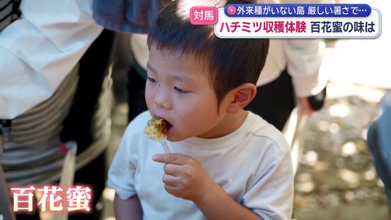 対馬　ハチミツ収穫体験百花蜜の味は　外来種がいない島厳しい暑さで…