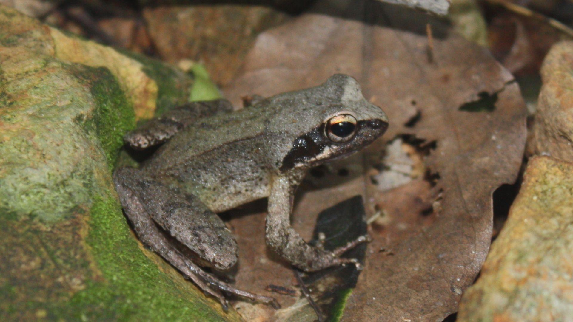 新種のカエルと判明！「ゴトウタゴガエル」五島列島の一部に生息