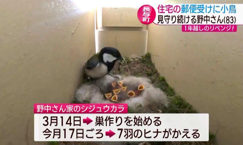 郵便受けでかわいいシジュウカラが子育て中 巣立ちの日まであと２週間 長与町