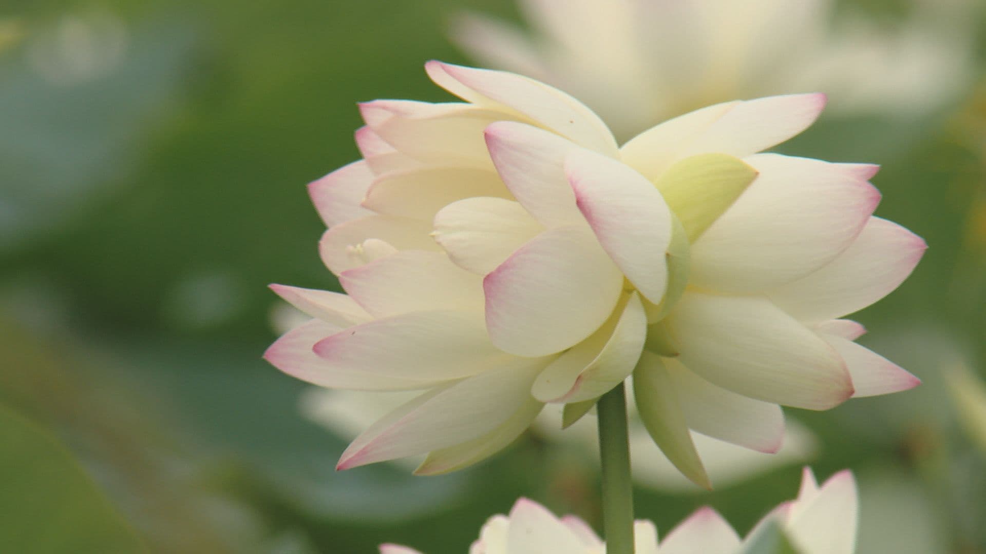 数十年に一度！珍しい花が開花…幸運が訪れる？唐比ハス園の“双頭蓮”