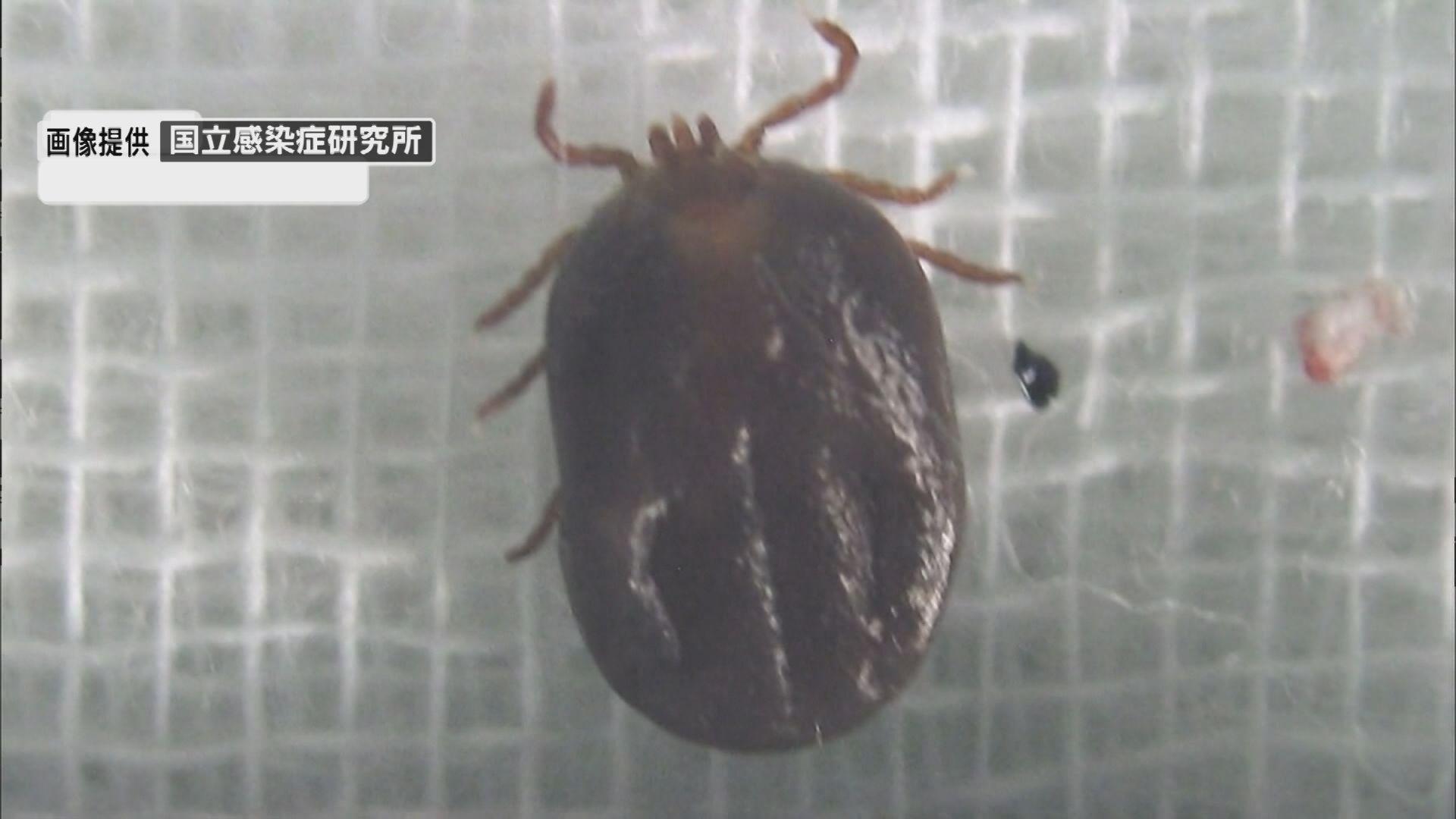 マダニにかまれるなどで感染するＳＦＴＳで８０代女性が死亡　長崎市