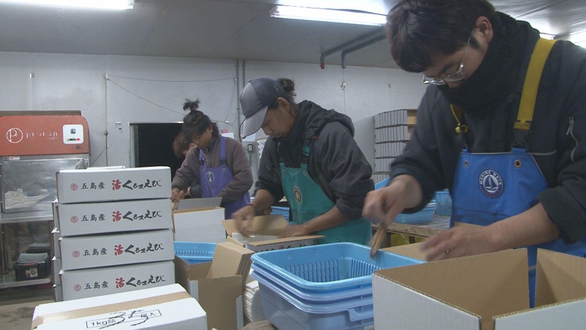 産卵から完全養殖　歳暮・正月用に五島から活クルマエビ出荷