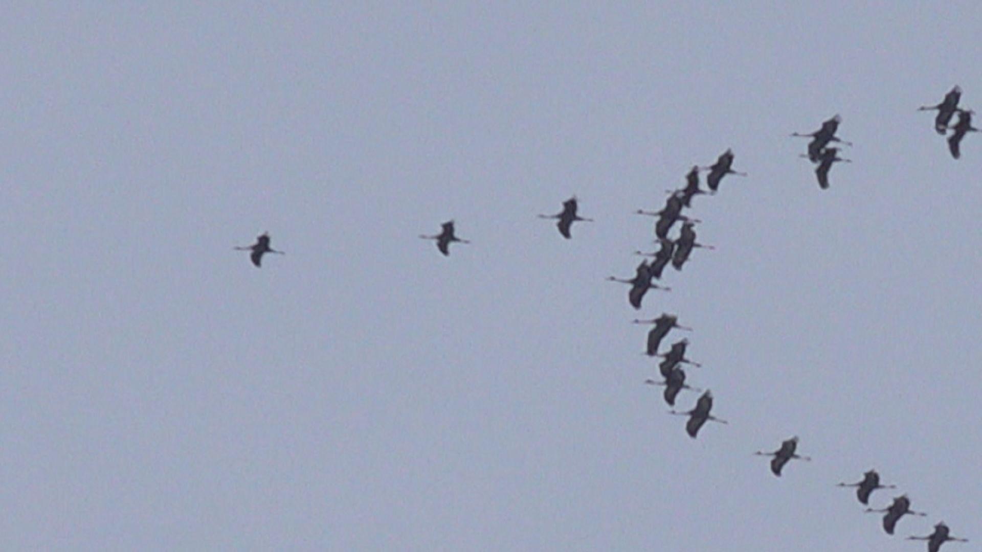空を見上げてみませんか？繁殖地へツルの北帰行