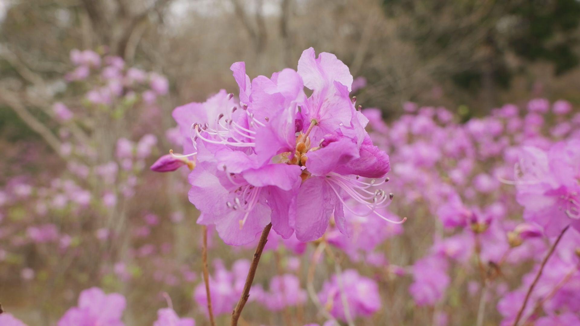 「ゲンカイツツジ」が見頃 ３月～４月に淡いピンクの花 対馬市