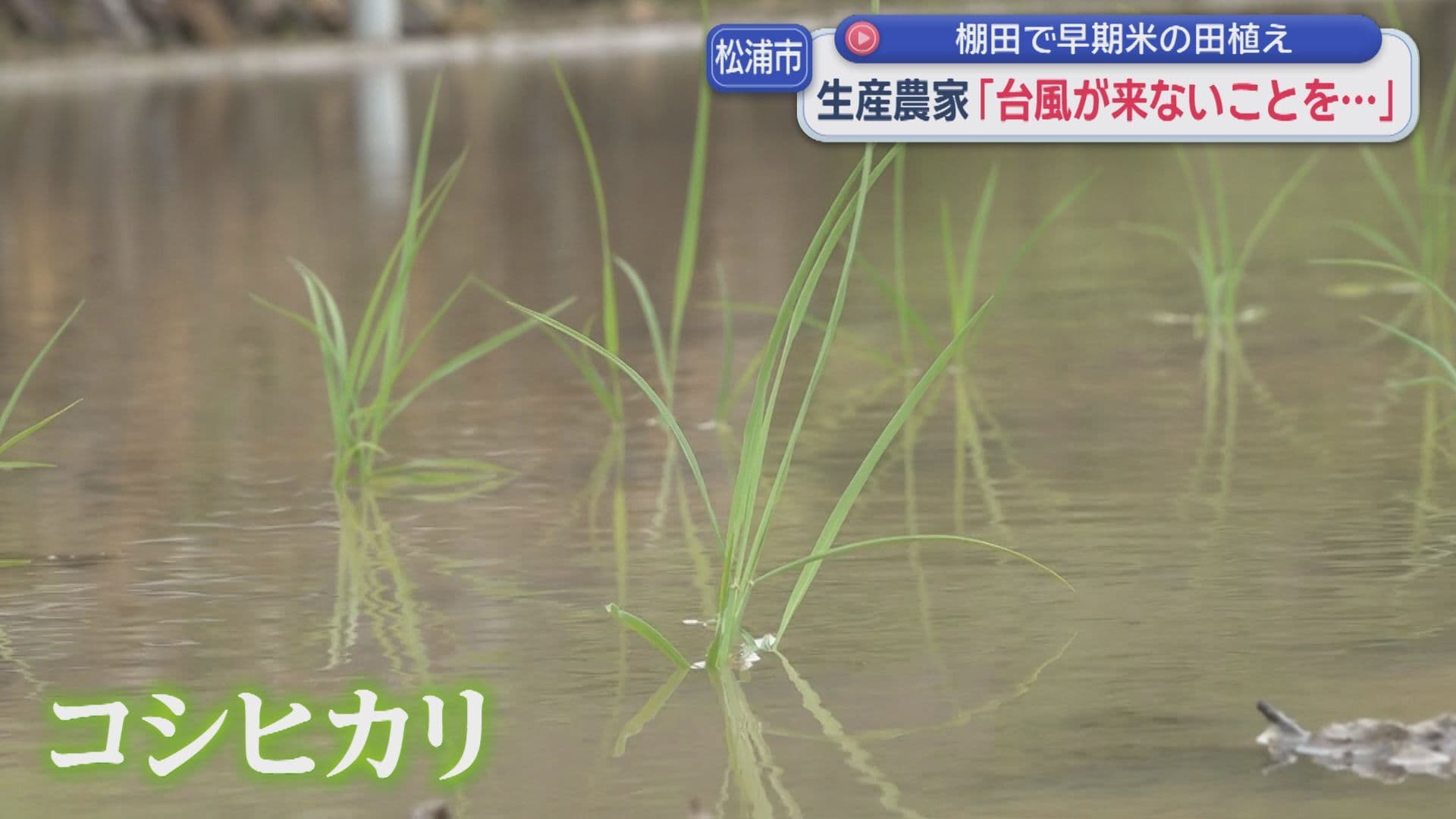 松浦市「土谷の棚田」早期米の田植え始まる｢台風が来ないことを…｣