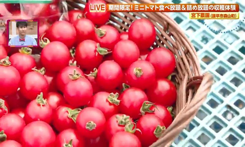 期間限定の収穫体験！ミニトマトの絶品グルメも🍅