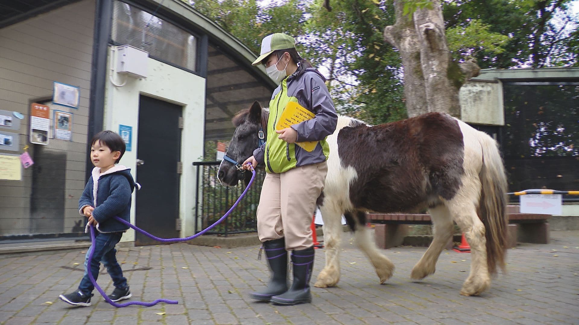 年賀状の写真に！来年の干支・午年を前に長崎公園で引き馬体験イベント
