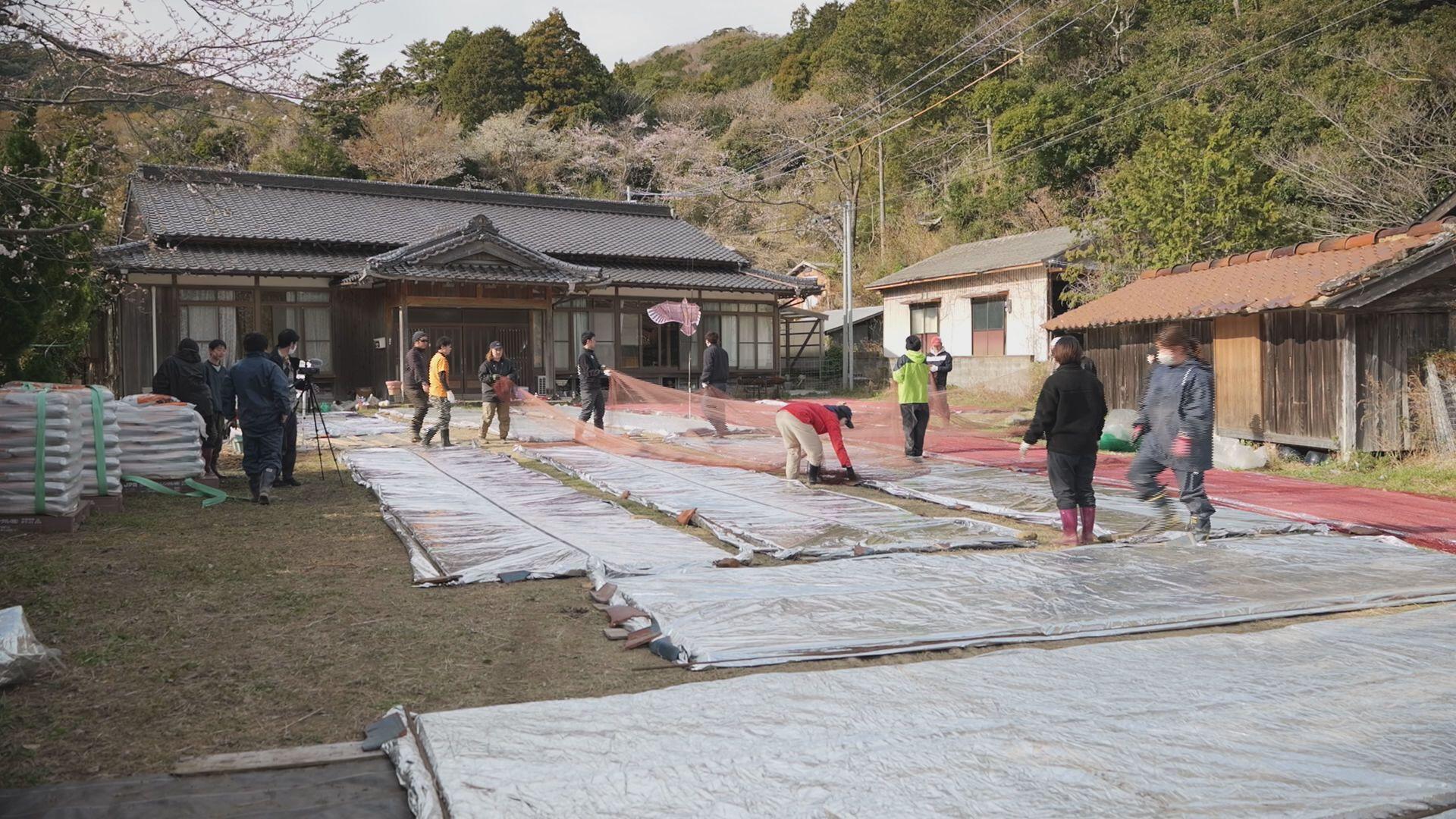 対馬市のブランド米「佐護ツシマヤマネコ米」田植えに向けて育苗