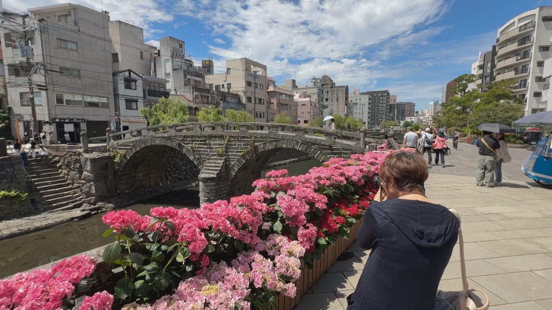 約１３００鉢のアジサイが眼鏡橋を彩る 気象台が開花を発表
