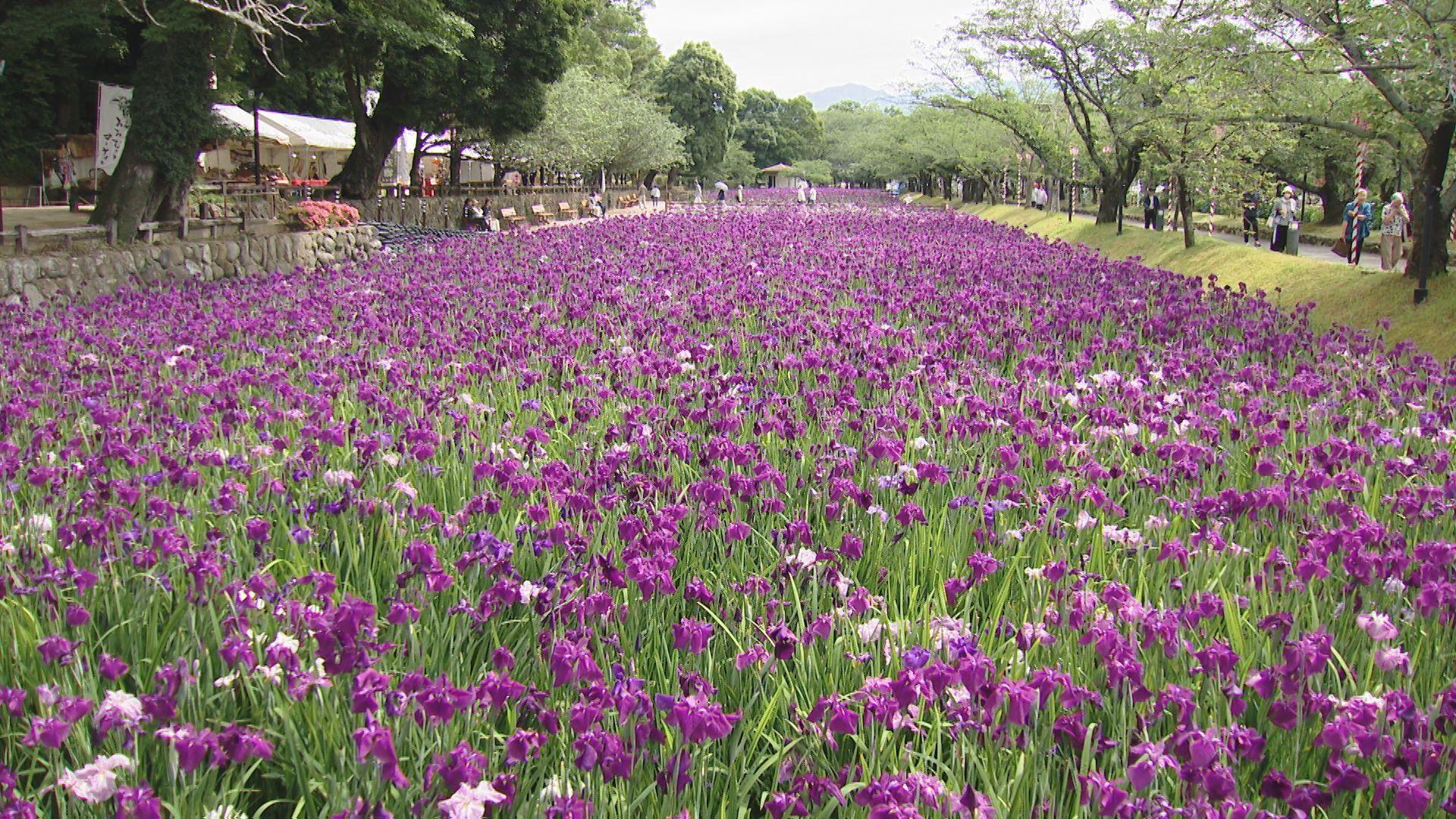 満開！大村公園に広がる絶景 約３０万本のハナショウブが見頃