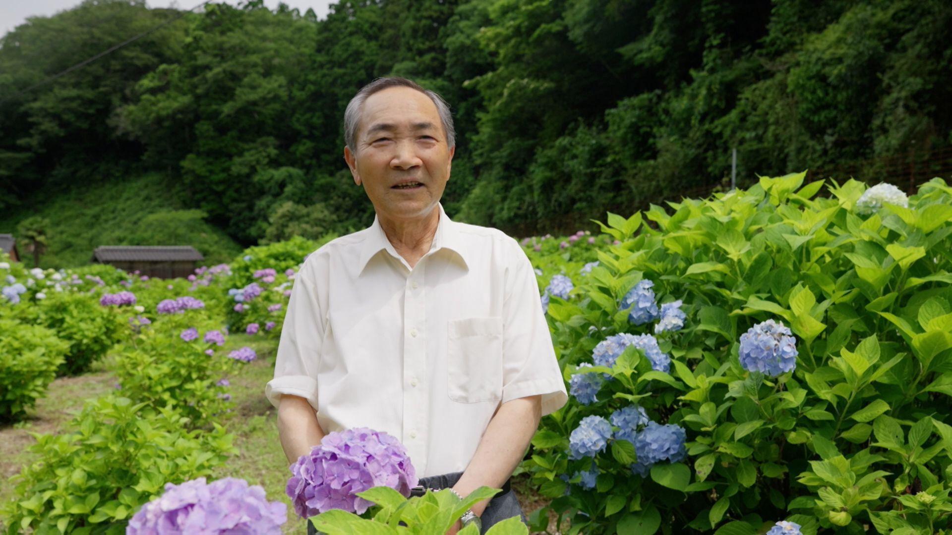 対馬の山奥に広がる鮮やかなアジサイ 夫婦が育てた約８００本