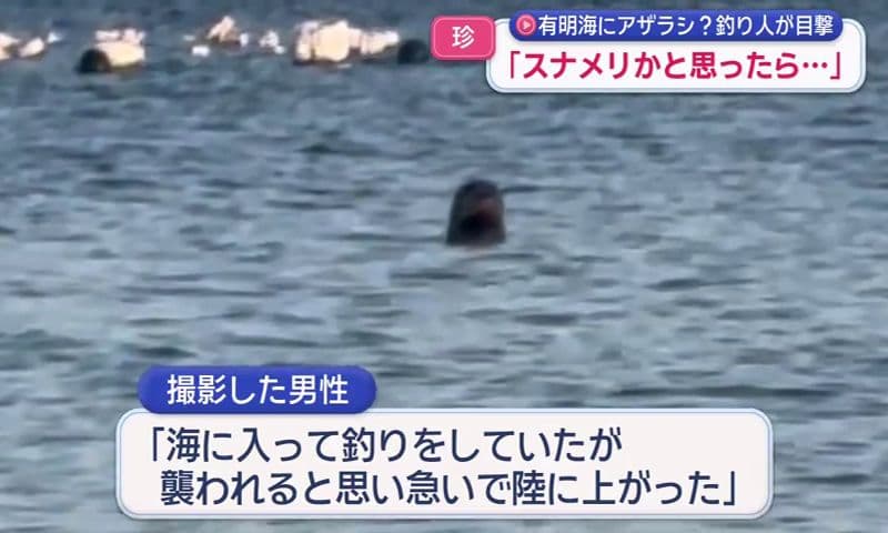 「スナメリかと思ったら…」南島原市でアザラシ？釣り人が目撃