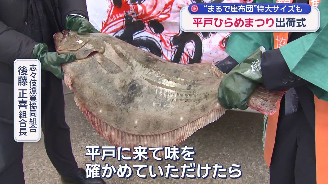 「まるで座布団のよう」体長８０センチ 平戸の巨大ヒラメ　　