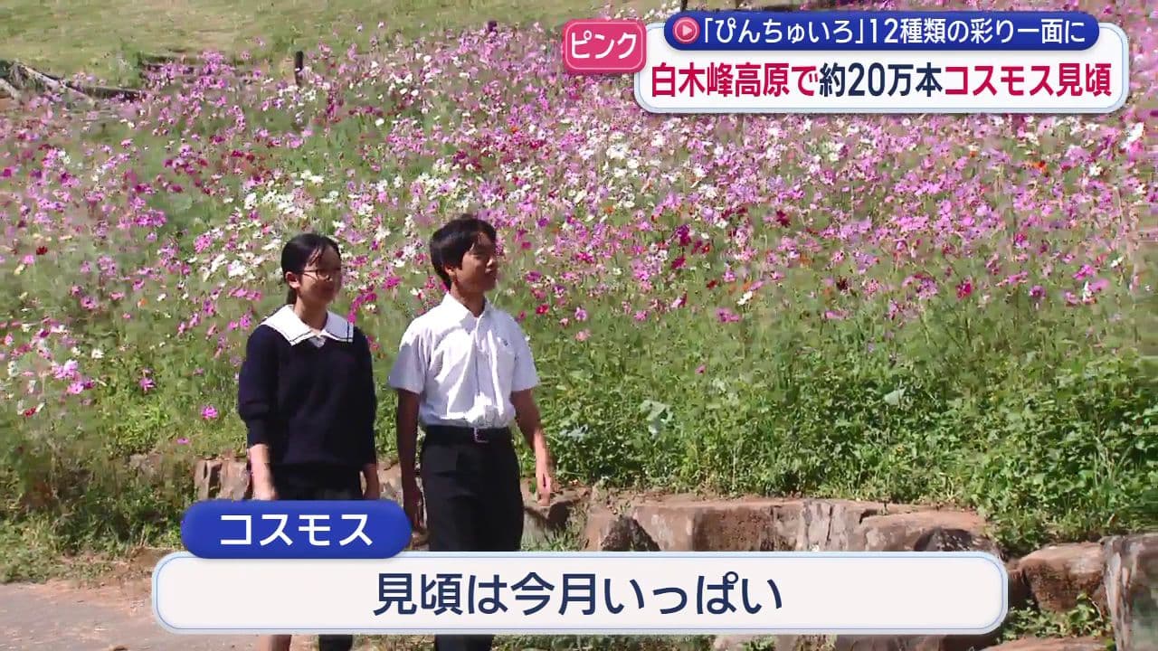 白木峰高原のコスモス見頃　諫早湾や島原半島を望む絶景が人気