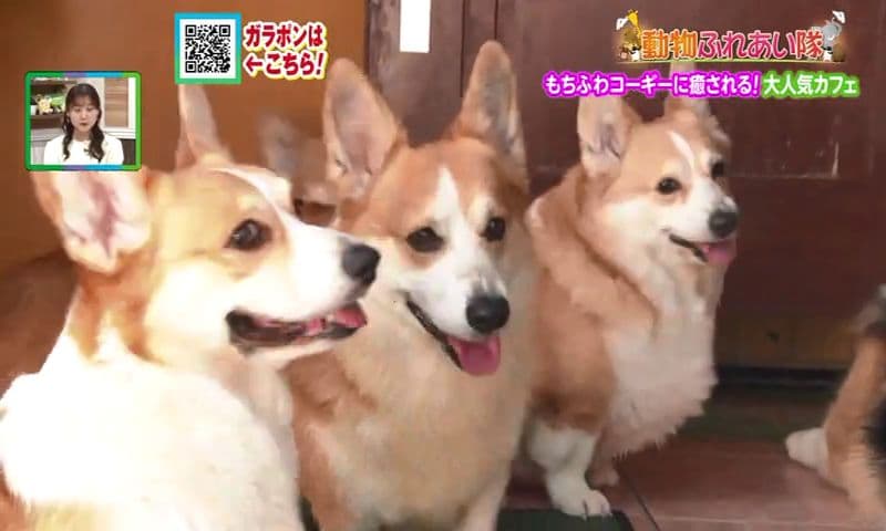 わんこファーストのカフェも紹介　春の動物ふれあい隊～わんこが主役～　