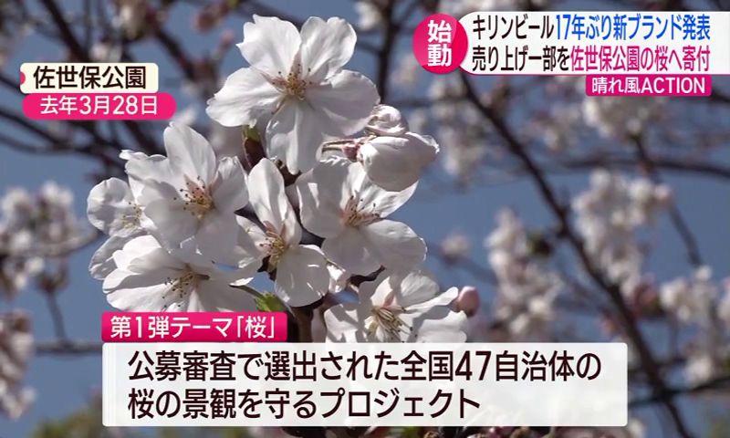 ビールの売り上げを桜の保全へ　新ブランド「キリンビール 晴れ風」売り上げ一部を佐世保公園の桜へ寄付