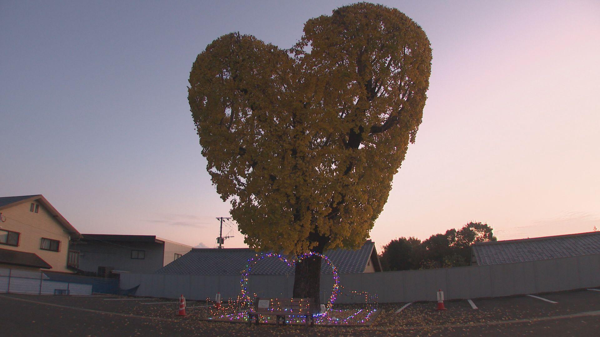 ハートフルな人気スポット「ハートのイチョウの木」１２月からライトアップ！