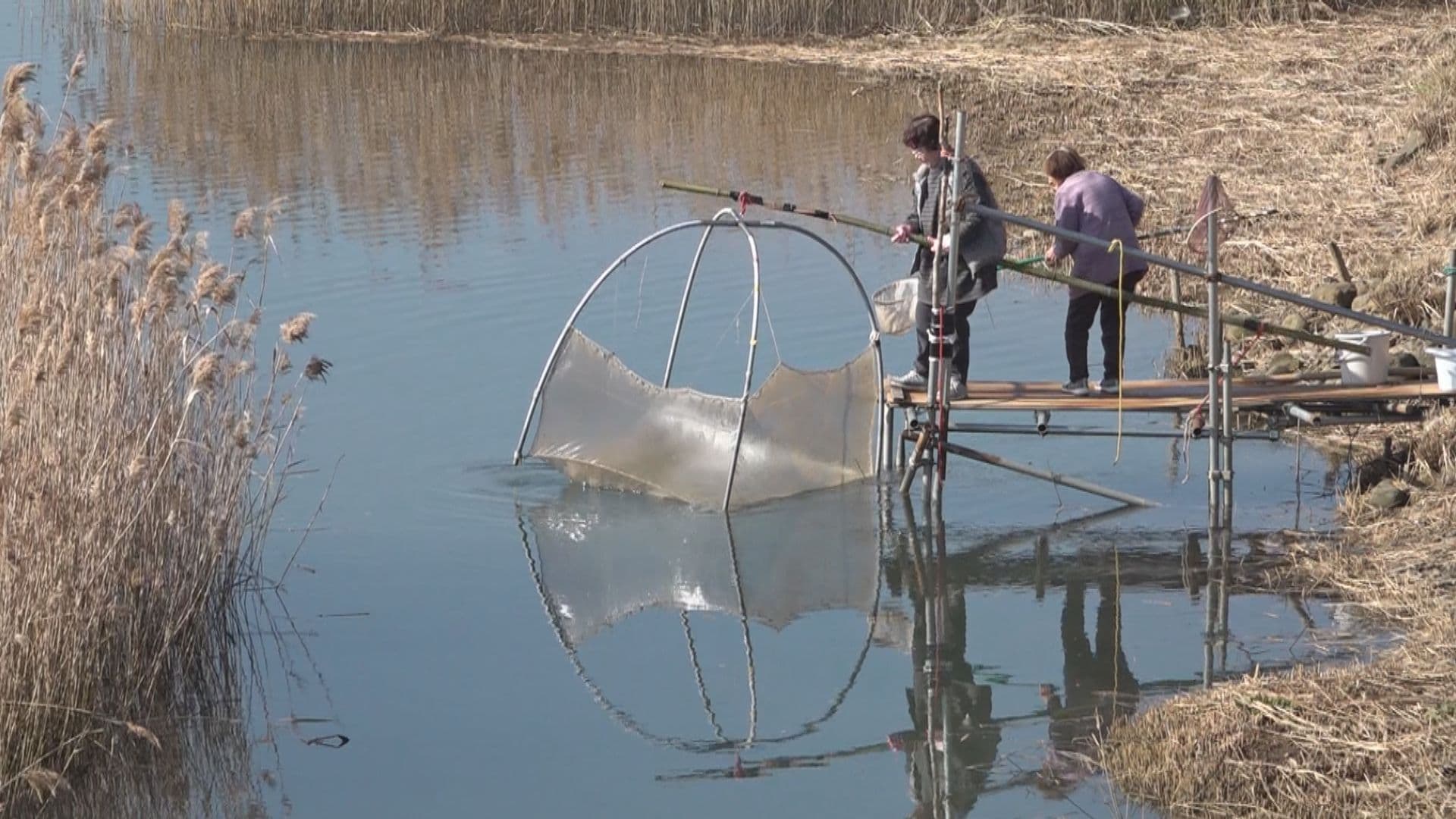 佐々川に春の訪れ告げる旬の味　　