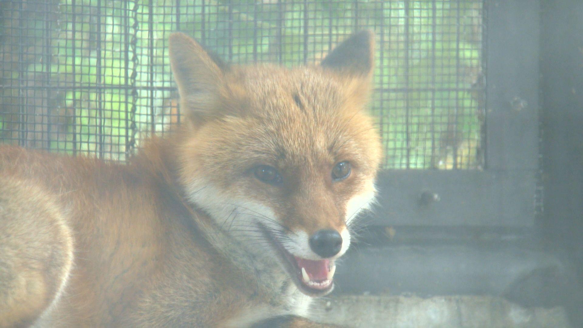 長崎公園どうぶつひろばにホンドギツネ仲間入り