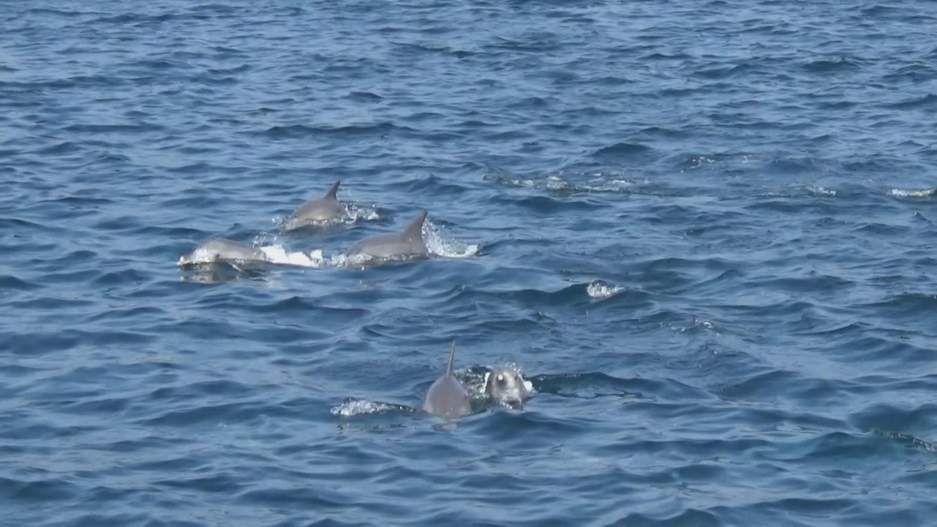 可愛い姿を巡視艇が発見！対馬・浅茅湾にイルカの群れ